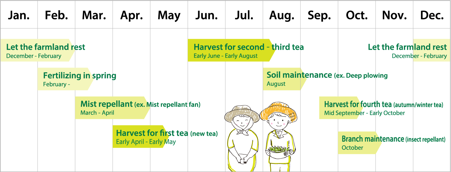 Annual schedule of a tea farmer